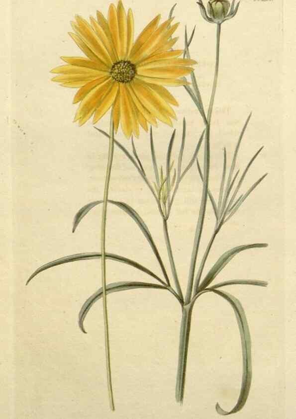 Reproducción/Reproduction 48783148497: The botanical cabinet. London :John & Arthur Arch ...,1817-1833.. 