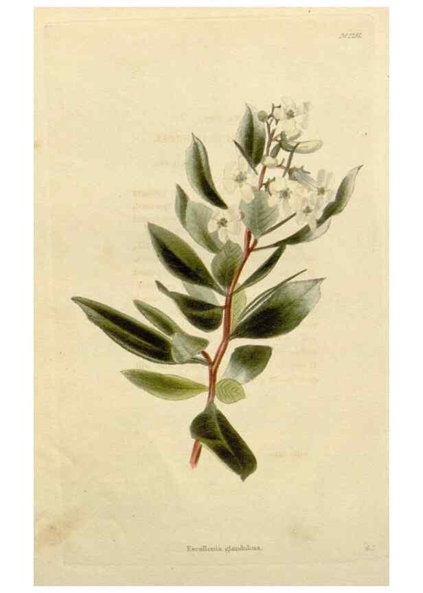 Reproducción/Reproduction 48782981376: The botanical cabinet. London :John & Arthur Arch ...,1817-1833.. 