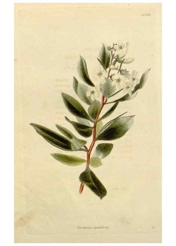 Reproducción/Reproduction 48782981376: The botanical cabinet. London :John & Arthur Arch ...,1817-1833.. 