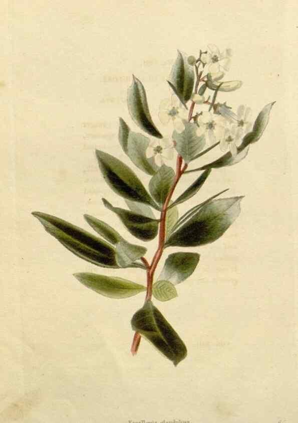 Reproducción/Reproduction 48782981376: The botanical cabinet. London :John & Arthur Arch ...,1817-1833.. 