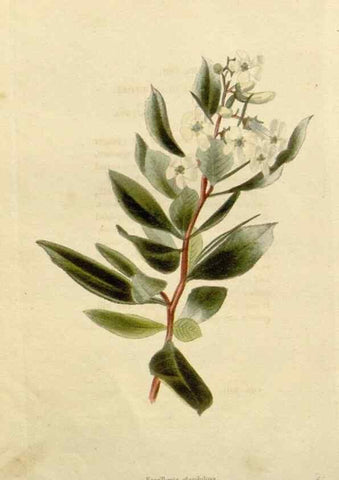 Reproducción/Reproduction 48782981376: The botanical cabinet. London :John & Arthur Arch ...,1817-1833.. 