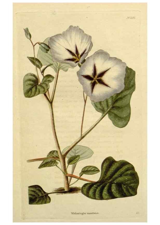 Reproducción/Reproduction 48783149312: The botanical cabinet. London :John & Arthur Arch ...,1817-1833.. 