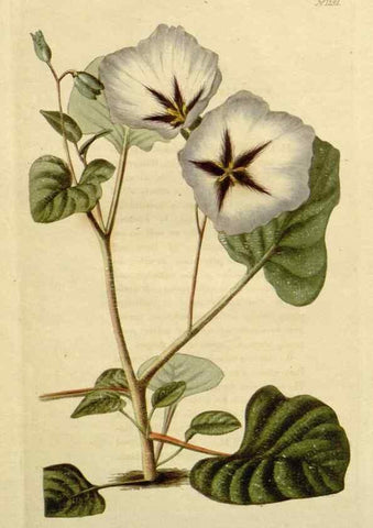 Reproducción/Reproduction 48783149312: The botanical cabinet. London :John & Arthur Arch ...,1817-1833.. 