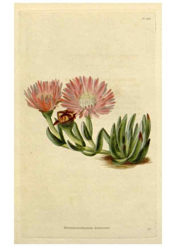 Reproducción/Reproduction 48782617583: The botanical cabinet. London :John & Arthur Arch ...,1817-1833.. 
