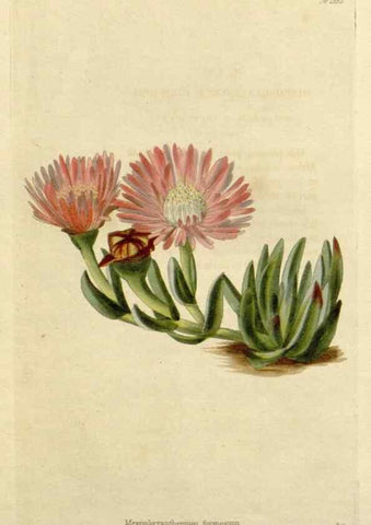 Reproducción/Reproduction 48782617583: The botanical cabinet. London :John & Arthur Arch ...,1817-1833.. 