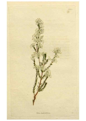 Reproducción/Reproduction 48783150382: The botanical cabinet. London :John & Arthur Arch ...,1817-1833.. 