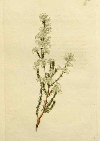 Reproducción/Reproduction 48783150382: The botanical cabinet. London :John & Arthur Arch ...,1817-1833.. 