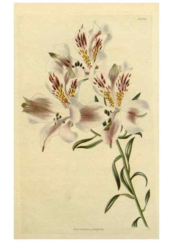 Reproducción/Reproduction 48783150937: The botanical cabinet. London :John & Arthur Arch ...,1817-1833.. 