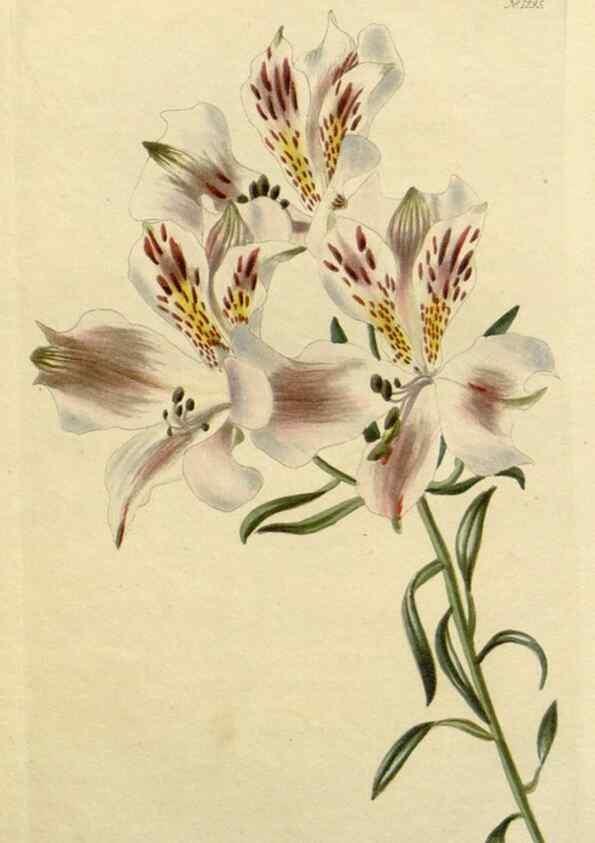 Reproducción/Reproduction 48783150937: The botanical cabinet. London :John & Arthur Arch ...,1817-1833.. 
