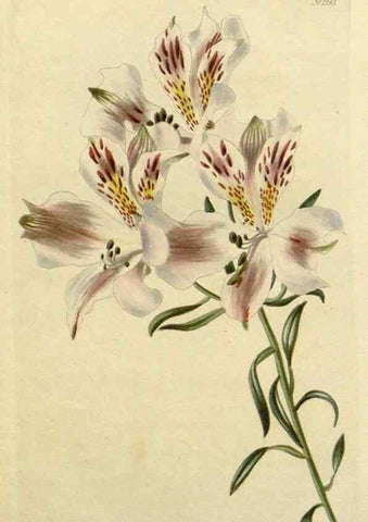Reproducción/Reproduction 48783150937: The botanical cabinet. London :John & Arthur Arch ...,1817-1833.. 