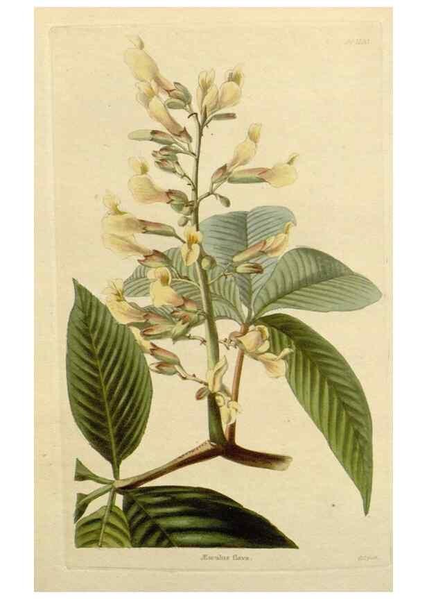 Reproducción/Reproduction 48783143692: The botanical cabinet. London :John & Arthur Arch ...,1817-1833.. 