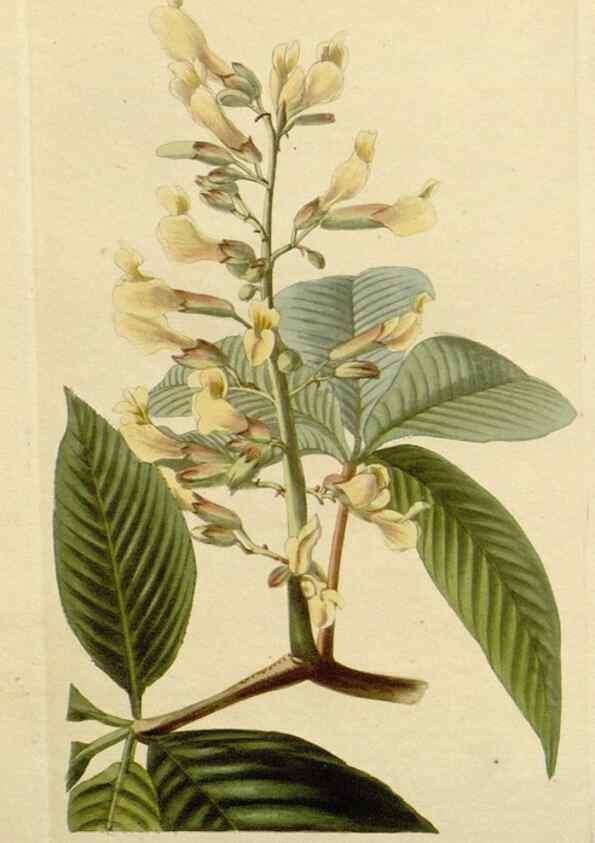 Reproducción/Reproduction 48783143692: The botanical cabinet. London :John & Arthur Arch ...,1817-1833.. 