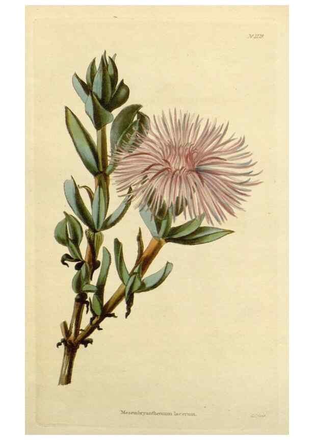 Reproducción/Reproduction 48783143032: The botanical cabinet. London :John & Arthur Arch ...,1817-1833.. 