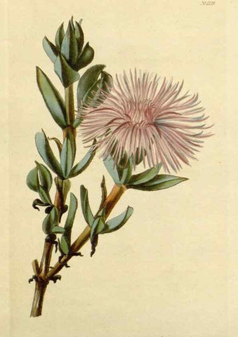 Reproducción/Reproduction 48783143032: The botanical cabinet. London :John & Arthur Arch ...,1817-1833.. 