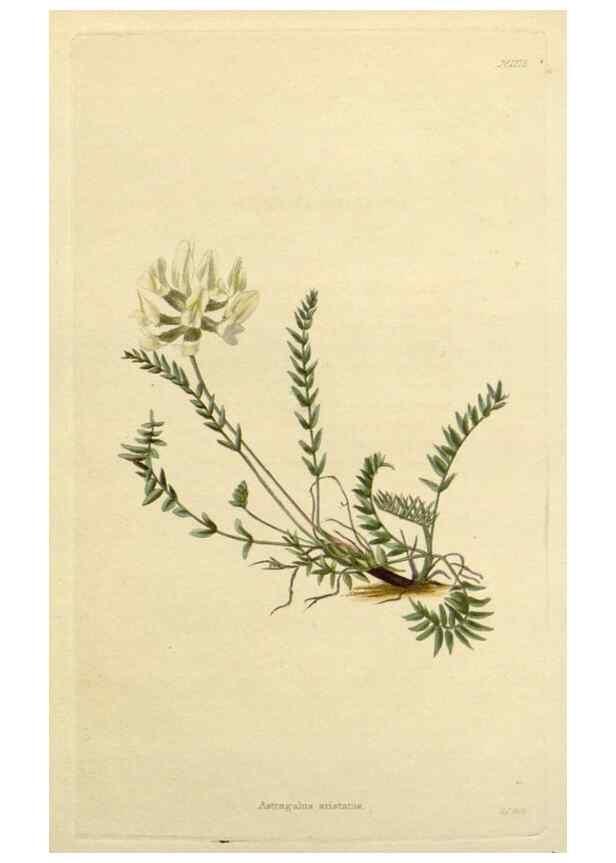 Reproducción/Reproduction 48782609778: The botanical cabinet. London :John & Arthur Arch ...,1817-1833.. 