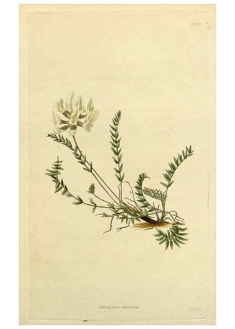 Reproducción/Reproduction 48782609778: The botanical cabinet. London :John & Arthur Arch ...,1817-1833.. 