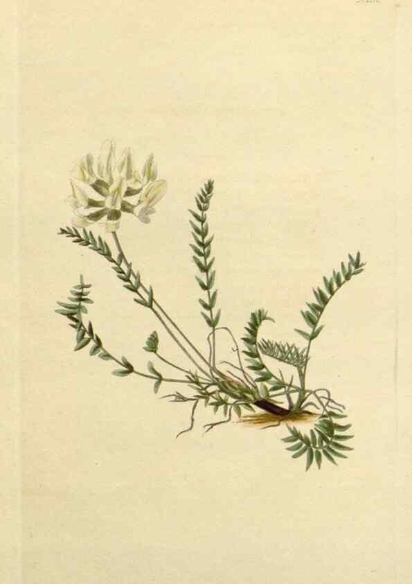 Reproducción/Reproduction 48782609778: The botanical cabinet. London :John & Arthur Arch ...,1817-1833.. 