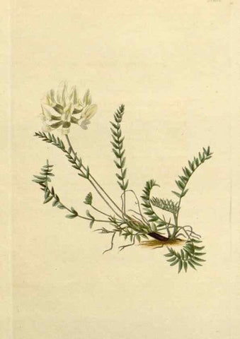 Reproducción/Reproduction 48782609778: The botanical cabinet. London :John & Arthur Arch ...,1817-1833.. 