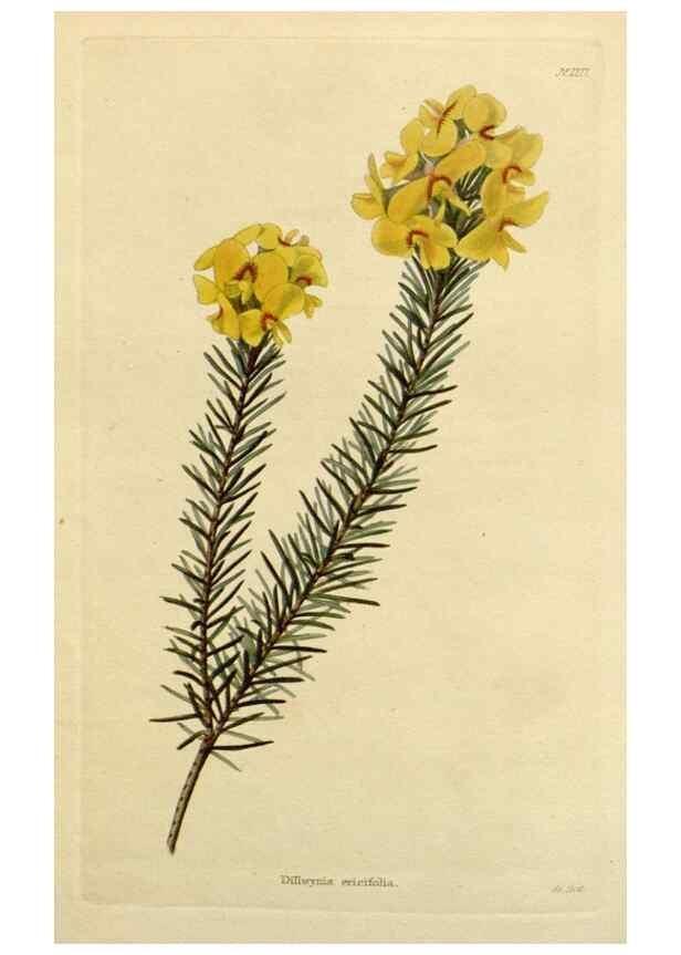 Reproducción/Reproduction 48782609068: The botanical cabinet. London :John & Arthur Arch ...,1817-1833.. 