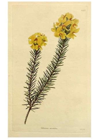 Reproducción/Reproduction 48782609068: The botanical cabinet. London :John & Arthur Arch ...,1817-1833.. 