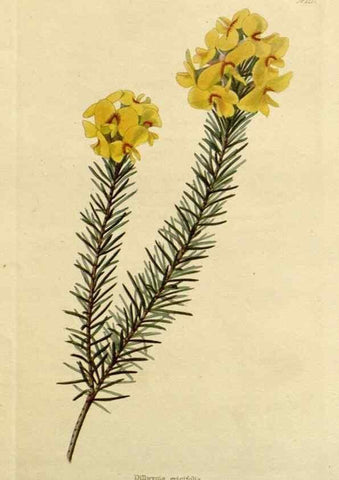 Reproducción/Reproduction 48782609068: The botanical cabinet. London :John & Arthur Arch ...,1817-1833.. 