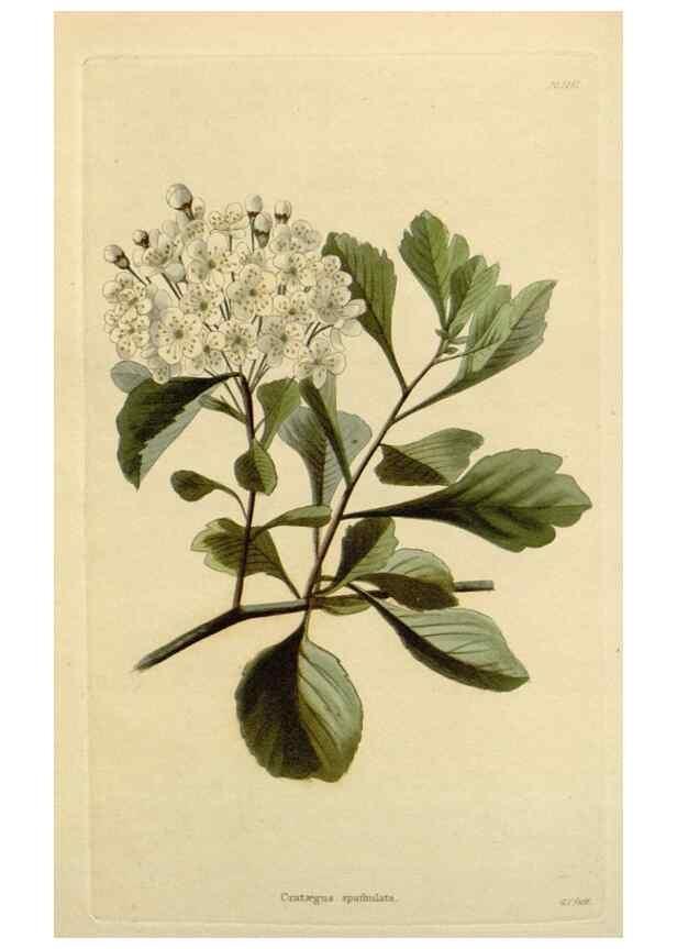Reproducción/Reproduction 48782964576: The botanical cabinet. London :John & Arthur Arch ...,1817-1833.. 