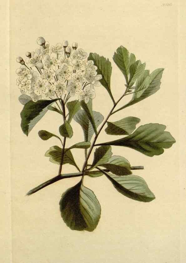 Reproducción/Reproduction 48782964576: The botanical cabinet. London :John & Arthur Arch ...,1817-1833.. 