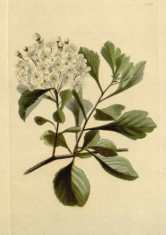 Reproducción/Reproduction 48782964576: The botanical cabinet. London :John & Arthur Arch ...,1817-1833.. 