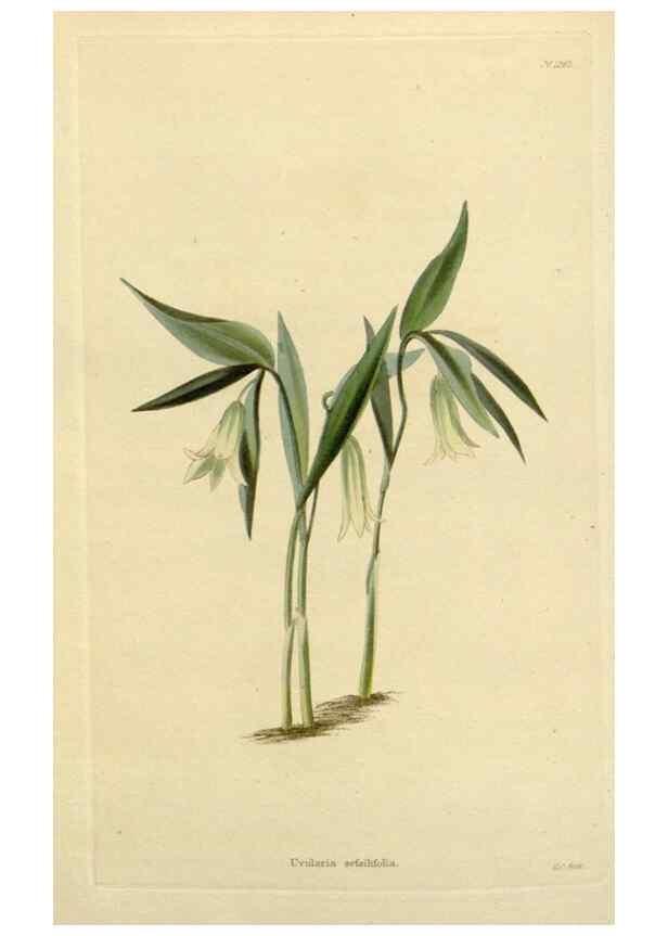 Reproducción/Reproduction 48782965076: The botanical cabinet. London :John & Arthur Arch ...,1817-1833.. 