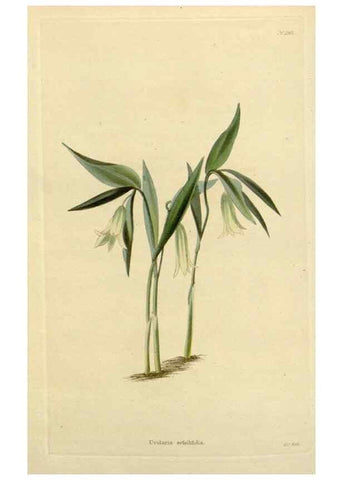 Reproducción/Reproduction 48782965076: The botanical cabinet. London :John & Arthur Arch ...,1817-1833.. 