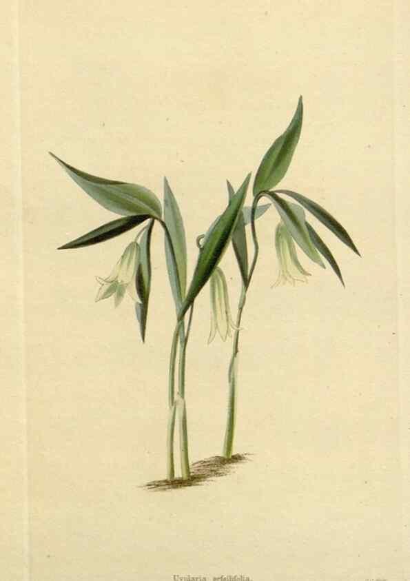 Reproducción/Reproduction 48782965076: The botanical cabinet. London :John & Arthur Arch ...,1817-1833.. 