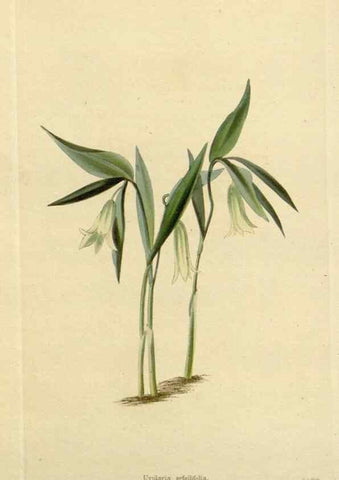 Reproducción/Reproduction 48782965076: The botanical cabinet. London :John & Arthur Arch ...,1817-1833.. 