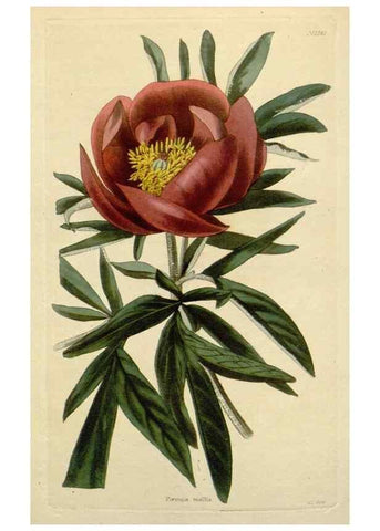 Reproducción/Reproduction 48782965536: The botanical cabinet. London :John & Arthur Arch ...,1817-1833.. 