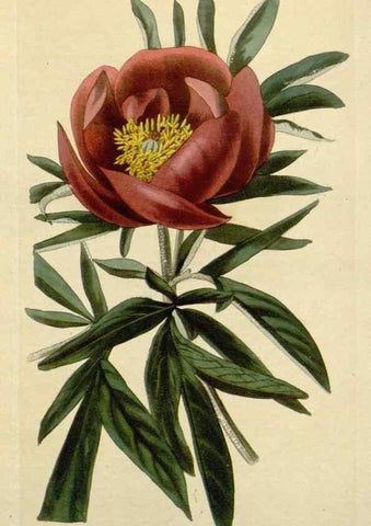Reproducción/Reproduction 48782965536: The botanical cabinet. London :John & Arthur Arch ...,1817-1833.. 