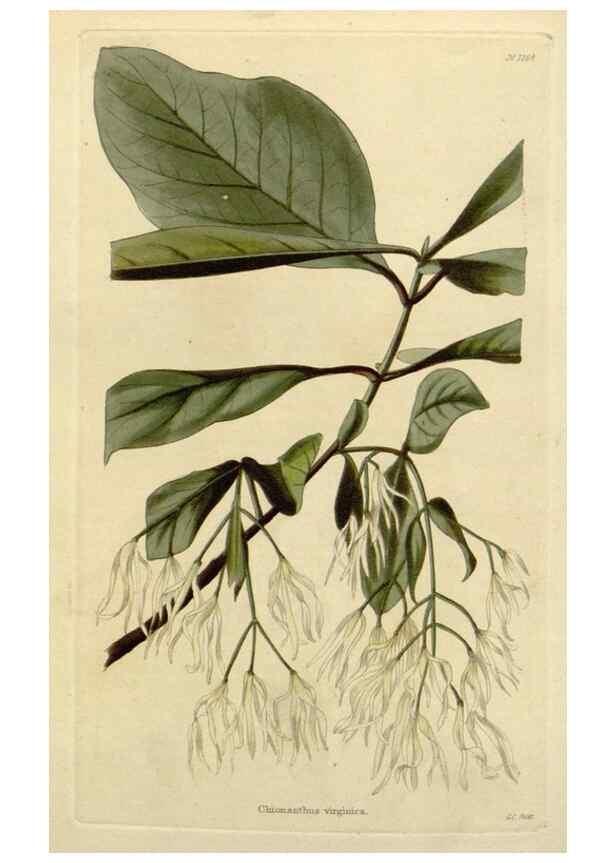 Reproducción/Reproduction 48783134192: The botanical cabinet. London :John & Arthur Arch ...,1817-1833.. 