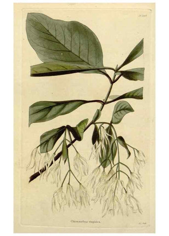Reproducción/Reproduction 48783134192: The botanical cabinet. London :John & Arthur Arch ...,1817-1833.. 