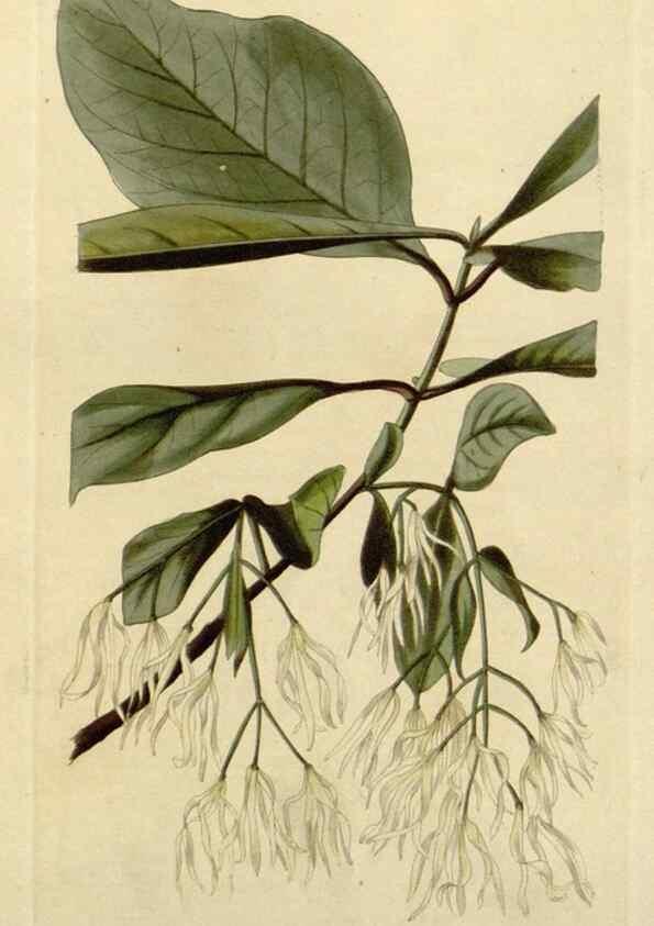 Reproducción/Reproduction 48783134192: The botanical cabinet. London :John & Arthur Arch ...,1817-1833.. 