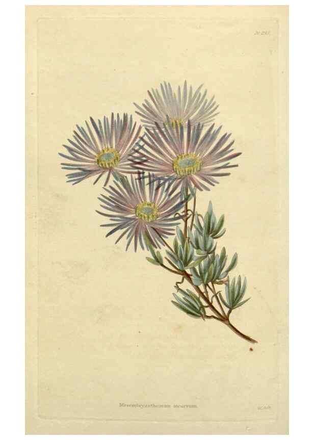Reproducción/Reproduction 48782601733: The botanical cabinet. London :John & Arthur Arch ...,1817-1833.. 