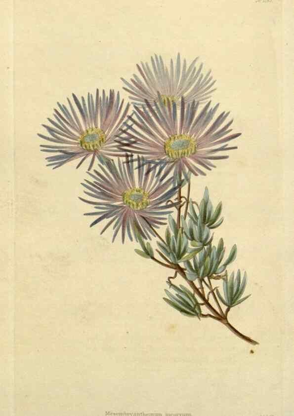 Reproducción/Reproduction 48782601733: The botanical cabinet. London :John & Arthur Arch ...,1817-1833.. 