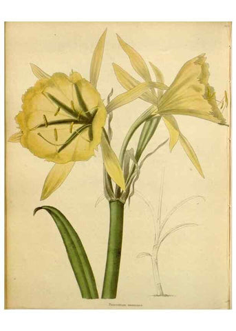 Reproducción/Reproduction 48783135222: The botanical cabinet. London :John & Arthur Arch ...,1817-1833.. 