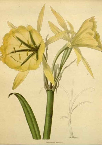 Reproducción/Reproduction 48783135222: The botanical cabinet. London :John & Arthur Arch ...,1817-1833.. 