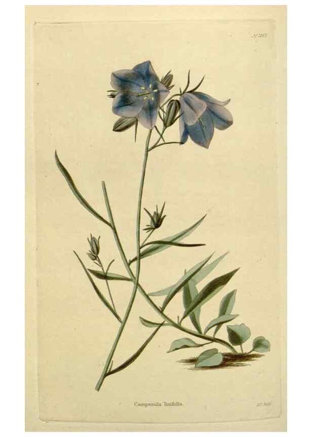 Reproducción/Reproduction 48783135627: The botanical cabinet. London :John & Arthur Arch ...,1817-1833.. 