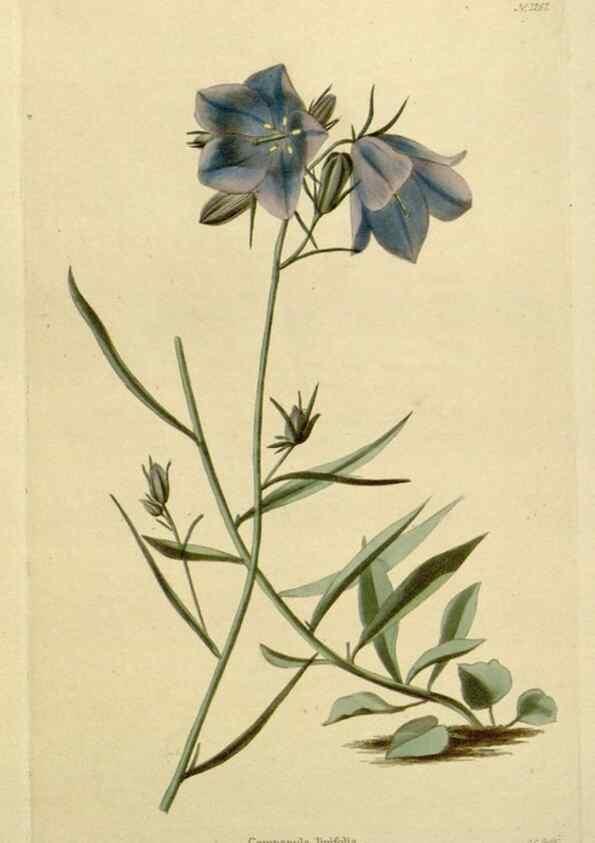 Reproducción/Reproduction 48783135627: The botanical cabinet. London :John & Arthur Arch ...,1817-1833.. 