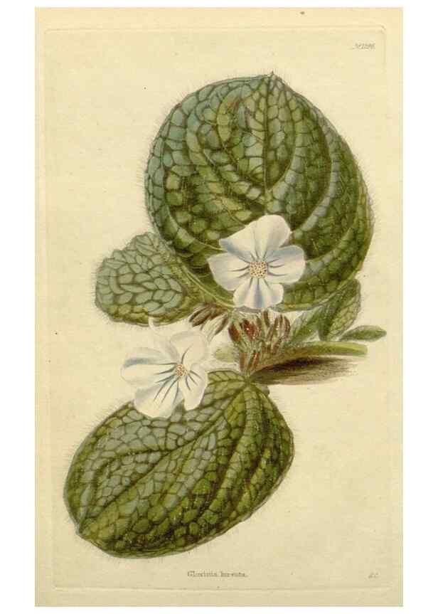 Reproducción/Reproduction 48782983836: The botanical cabinet. London :John & Arthur Arch ...,1817-1833.. 