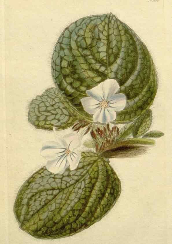 Reproducción/Reproduction 48782983836: The botanical cabinet. London :John & Arthur Arch ...,1817-1833.. 