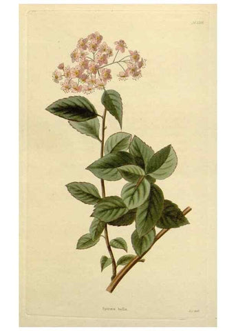 Reproducción/Reproduction 48782603513: The botanical cabinet. London :John & Arthur Arch ...,1817-1833.. 