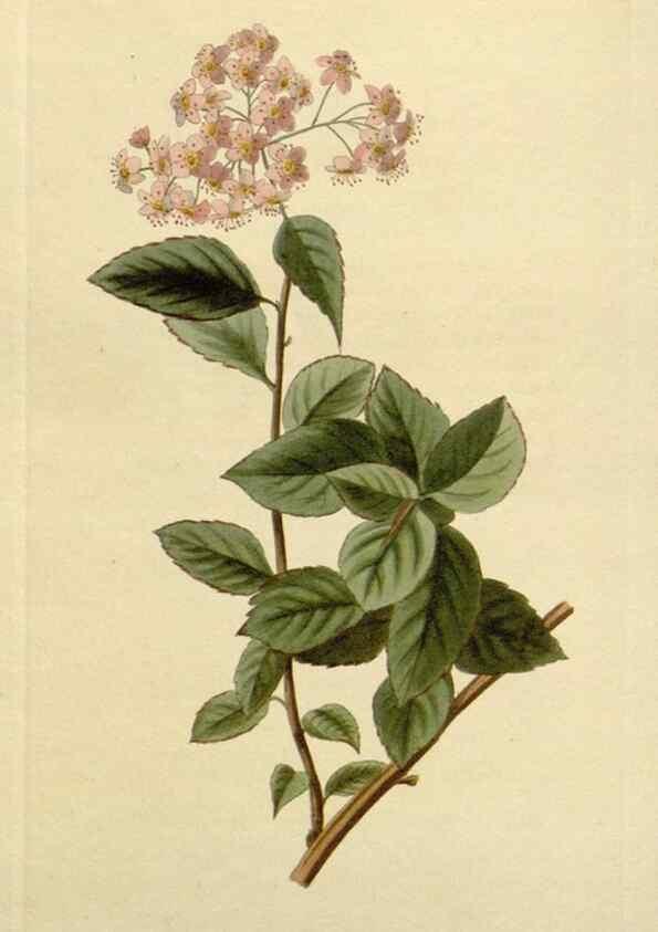 Reproducción/Reproduction 48782603513: The botanical cabinet. London :John & Arthur Arch ...,1817-1833.. 