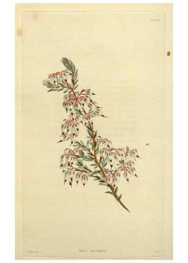 Reproducción/Reproduction 48782970016: The botanical cabinet. London :John & Arthur Arch ...,1817-1833.. 
