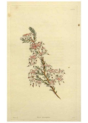 Reproducción/Reproduction 48782970016: The botanical cabinet. London :John & Arthur Arch ...,1817-1833.. 