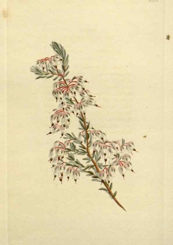 Reproducción/Reproduction 48782970016: The botanical cabinet. London :John & Arthur Arch ...,1817-1833.. 